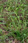 Common blue-eyed grass